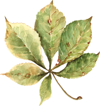 Autumn chestnut leaf. Watercolor.