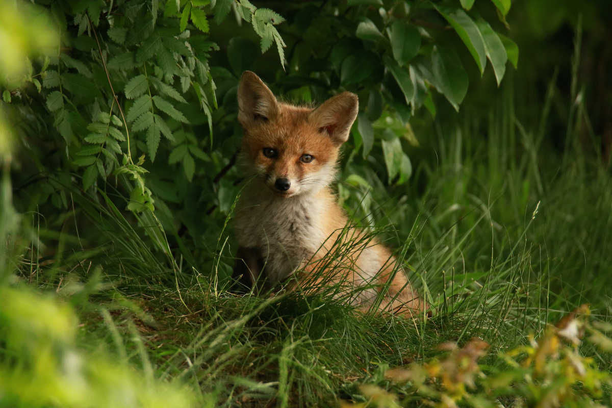 Fox in the Wild